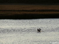 28829RoCrLe - Vacation at Kiawah Island, SC - Pelican, fishing  Peter Rhebergen - Each New Day a Miracle